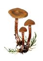 Cystoderma amianthinum (Scop.) Fayod attēls