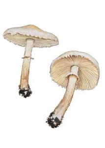 Cystoderma carcharias (Pers.) Fayod attēls