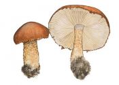 Cystoderma granulosum (Batsch.: Fr.) Fayod attēls