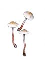 Cystolepiota seminuda (Lasch) Bon attēls