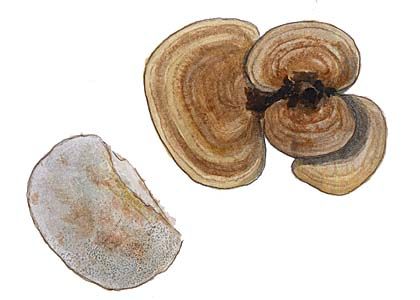 Daedaleopsis confragosa (Bolton.: Fr.) J. Schroet. attēls