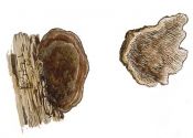 Datronia mollis (Sommerf.: Fr.) Donk attēls