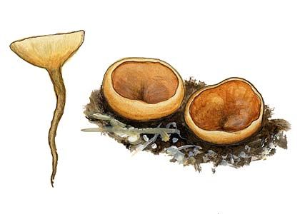 Dumontinia tuberosa (Hedw.)L.M.Kohn attēls