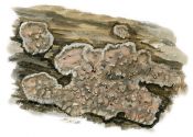 Eichlerella deglubens (spinuosa) attēls