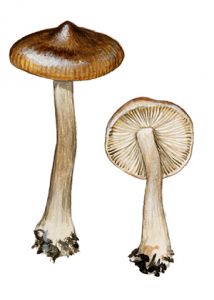 Entoloma aprile (Britzelm.) Sacc. attēls