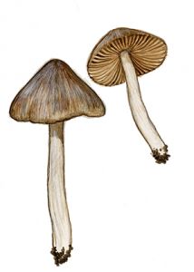 Entoloma araneosum (Quél.) M. M. Moser attēls