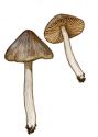 Entoloma araneosum (Quél.) M. M. Moser attēls