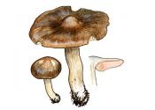 Entoloma clypeatum (L.: Fr.) P. Kumm. attēls