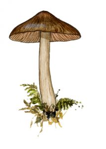 Entoloma elodes (Fr.) P. Kumm. attēls