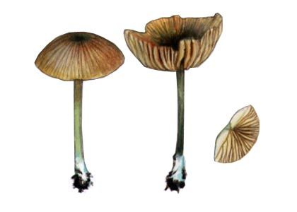 Entoloma incanum (Fr.:Fr.) Hesler attēls