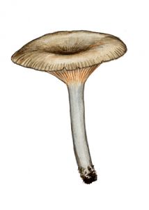 Entoloma incarnatofuscescens  (Britzelm.) Noordel. attēls