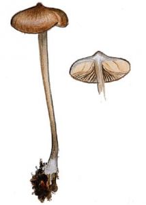 Entoloma mammosum (L.) Hesler attēls