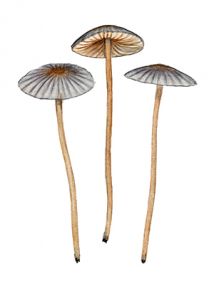 Entoloma minutum ( P. Karst.) Noordel attēls