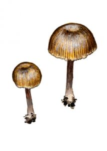 Entoloma rusticoides (Gillet) Noordel. attēls