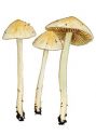 Entoloma sericellum (Fr.) P. Kumm. attēls