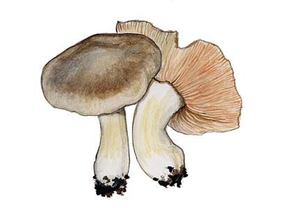 Entoloma sinuatum (Bull.: Fr.) P.Kumm. attēls