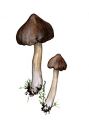 Entoloma vernum S. Lundell attēls