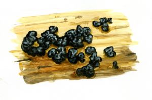 dziedzerainā eksīdija attēls