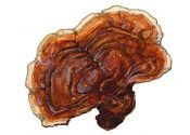 Ganoderma lucidum (M. A. Curtis: Fr.) P. Karst attēls