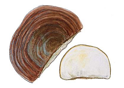 Ganoderma resinaceum Boud. attēls