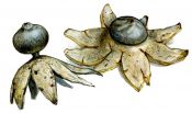 Geastrum coronatum attēls