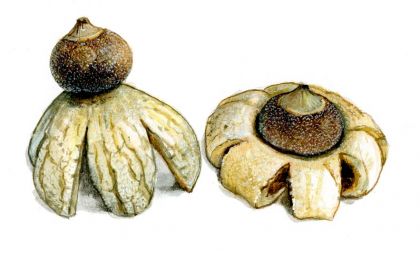 Geastrum minimum Schw. attēls