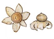 Geastrum sessile (Sow.) Pouz. attēls