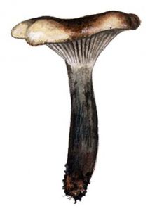 Gomphidius gracilis attēls