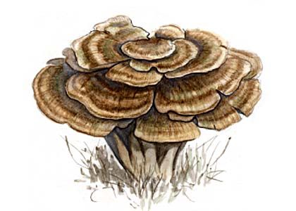 Grifola gigantea (Pers.Fr.) Pilát attēls