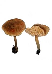 Gymnopilus fulgens (Favre & Maire) Singer attēls