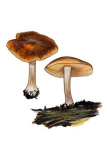 Gymnopilus penetrans (Fr.: Fr.) Murill attēls