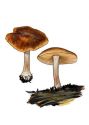 Gymnopilus penetrans (Fr.: Fr.) Murill attēls