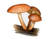 Gymnopilus picreus (Pers.: Fr.) P. Karst. attēls