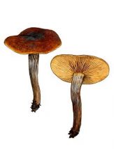 Gymnopilus sapineus (Fr.: Fr.) Maire attēls