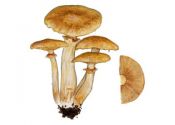 Gymnopilus spectabilis (Weinm.: Fr.) A. H. Sm. attēls