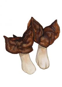 Gyromitra infula (Schaeff.: Fr.) Quél. attēls