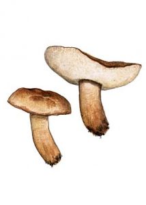 Gyroporus castaneus (Bull.: Fr.) Quél. attēls