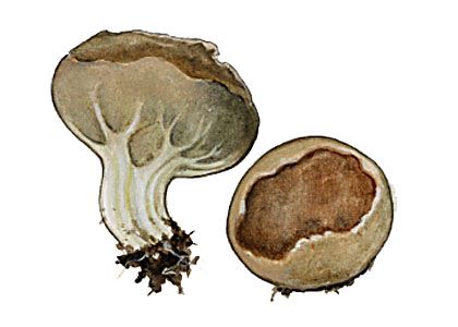 Helvella acetabulum (L.:Fr.)Quél. attēls