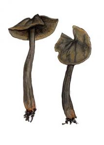 Helvella atra Fr. attēls