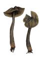 Helvella atra Fr. attēls