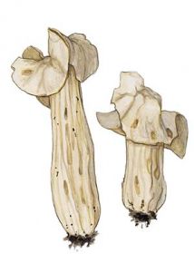 Helvella crispa (Scop.:Fr.)Fr. attēls