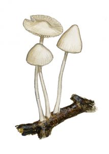 Hemimycena cucullata (Pers.: Fr.) Singer attēls