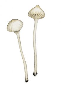 Hemimycena gracilis (Quél.) Singer attēls