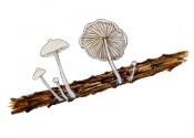 Hemimycena lactea (Pers.: Fr.) Singer attēls