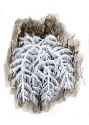 Hericium coralloides (Scop.:Fr.)Pers. attēls