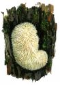 Hericium erinaceus (Bull.) Pers. attēls