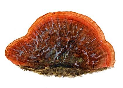 Heterobasidion annosum (Fr.) Bref. attēls