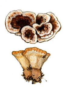 Hydnellum scrobitulatum attēls