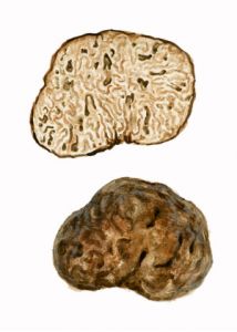 Hydnotria tulasnei (Berk.)Berk. & Broome attēls