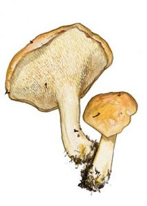 Hydnum rufescens attēls